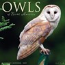 Owls 2026 12 X 12 Wall Calendar - Willow Creek Press - 9781549252266