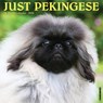 Pekingese 2026 12 X 12 Wall Calendar - Willow Creek Press - 9781549252358
