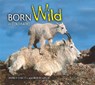 Born Wild in Colorado - Wendy Shattil - 9781560374121