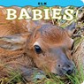 Elk Babies! - Steph Lehmann - 9781560376866