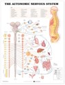 The Autonomic Nervous System Anatomical Chart -  - 9781587790010