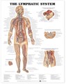 The Lymphatic System Anatomical Chart -  - 9781587790263