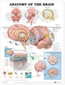 Anatomy of the Brain Anatomical Chart -  - 9781587790904