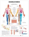Dermatomes Anatomical Chart -  - 9781587791116