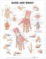 Hand and Wrist Anatomical Chart -  - 9781587791437