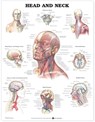 Head and Neck Anatomical Chart -  - 9781587791475