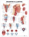 Pharynx & Larynx Anatomical Chart -  - 9781587791802