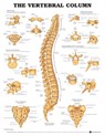 The Vertebral Column Anatomical Chart -  - 9781587792113