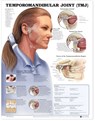 Temporomandibular Joint (TMJ) Anatomical Chart -  - 9781587792953