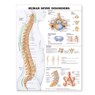 Human Spine Disorders Anatomical Chart -  - 9781587793998