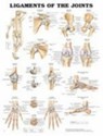 Ligaments of the Joints Anatomical Chart -  - 9781587794667
