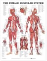The Female Muscular System Anatomical Chart -  - 9781587795633