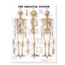 The Skeletal System Giant Chart -  - 9781587799822