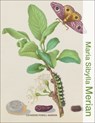 Maria Sibylla Merian - Catherine Powell-Warren - 9781606069929