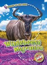 Wildebeest Migration - Kari Schuetz - 9781626178205