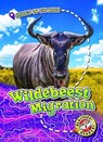 Wildebeest Migration - Kari Schuetz - 9781626178205