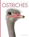 Ostriches - Kate Riggs - 9781628324969