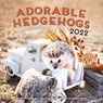 Adorable Hedgehogs 2022 -  - 9781631067723