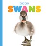 Baby Swans - Meg Greve - 9781640264250