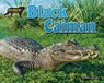 Black Caiman - Ellen Lawrence - 9781642807431