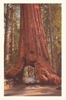 Vintage Journal Redwood and Volkswagen -  - 9781648118562