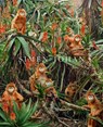 Simen Johan - Simen Johan - 9781648230288