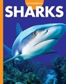 Curious about Sharks - Amy S. Hansen - 9781681527031