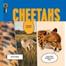 Cheetahs - Kate Riggs - 9781682773888