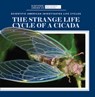 The Strange Life Cycle of a Cicada - MCDOUGAL,  Anna - 9781725350816