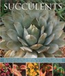 Succulents - Hewitt Terry - 9781780193656