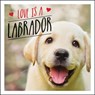 Love is a Labrador - Charlie Ellis - 9781786859822