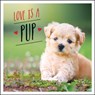 Love is a Pup - Charlie Ellis - 9781787832619