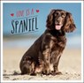 Love is a Spaniel - Charlie Ellis - 9781800071902
