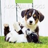 Adorable Dogs 2024 Square Wall Calendar - Robin Red - 9781804421116