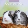 Guinea Pigs 2024 Square Wall Calendar - Red Robin Publishing Ltd. - 9781804421291