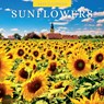 Sunflowers 2024 Square Wall Calendar - Red Robin Publishing Ltd. - 9781804422021
