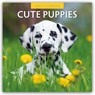 Cute Puppies 2025 Square Wall Calendar - Red Robin - 9781804423820