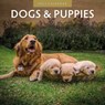 Dogs & Puppies 2025 Square Wall Calendar - Red Robin - 9781804423837