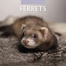 Ferrets 2025 Square Wall Calendar - Red Robin - 9781804423882