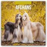 Afghans 2025 Square Wall Calendar - Red Robin - 9781804424155