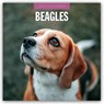Beagles 2025 Square Wall Calendar - Red Robin - 9781804424247