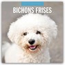 Bichons Frises 2025 Square Wall Calendar - Red Robin - 9781804424292