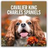 Cavalier King Charles Spaniel 2025 Square Wall Calendar - Red Robin - 9781804424445