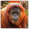 Apes 2026 Square Wall Calendar - Red Robin - 9781804427033