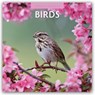 Birds 2026 Square Wall Calendar - Red Robin - 9781804427057