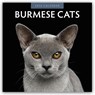 Burmese Cats 2026 Square Wall Calendar - Red Robin - 9781804427118