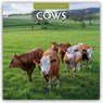 Cows 2026 Square Wall Calendar - Red Robin - 9781804427170