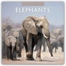 Elephants 2026 Square Wall Calendar - Red Robin - 9781804427255