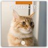 Ginger Cats 2026 Square Wall Calendar - Red Robin - 9781804427309