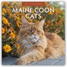 Maine Coon Cats 2026 Square Wall Calendar - Red Robin - 9781804427385